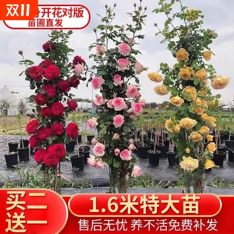 月季盆栽四季开花|超8000次加购