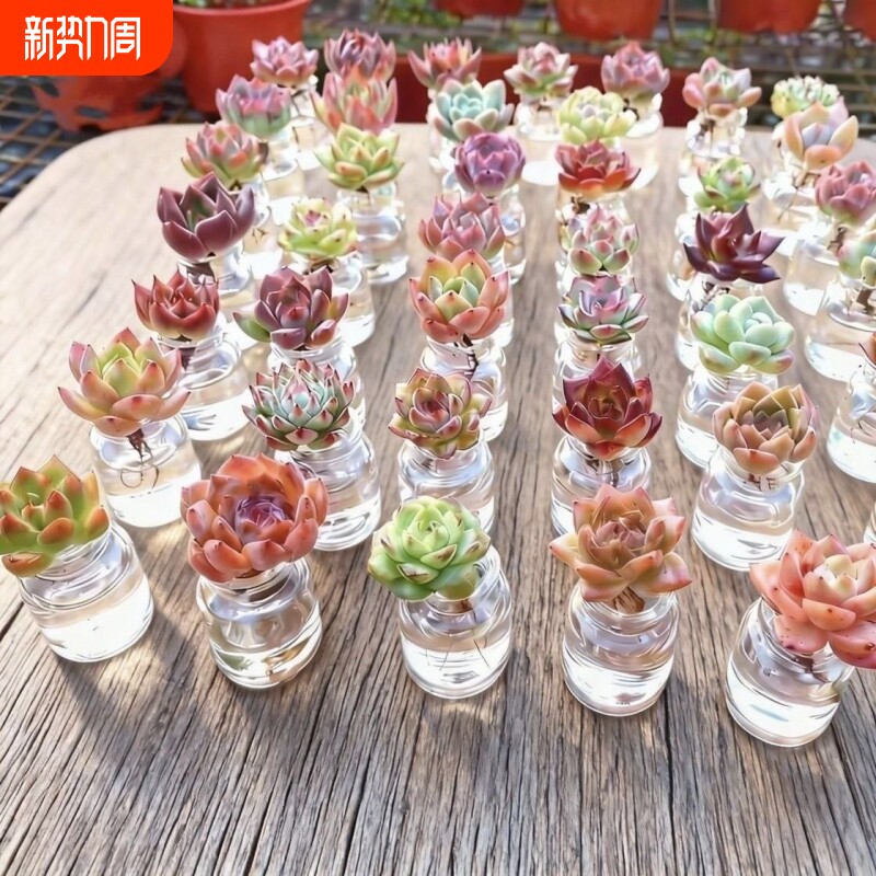 超萌迷你水培多肉植物组合盆栽免泥土懒人花卉办公室高颜值花卉