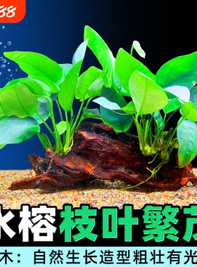 鱼缸造景莫斯无土植物增氧趴地