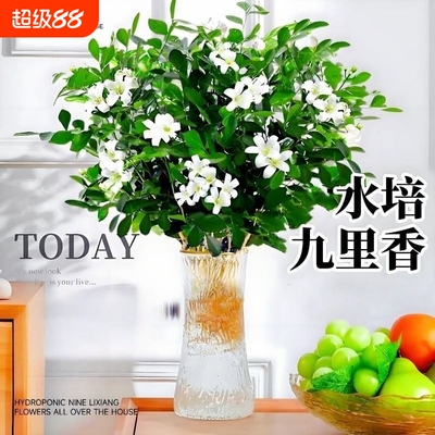 九里香盆栽水培植物驱蚊竹室内浓香茉莉花卉带花苞栀子花好养绿植