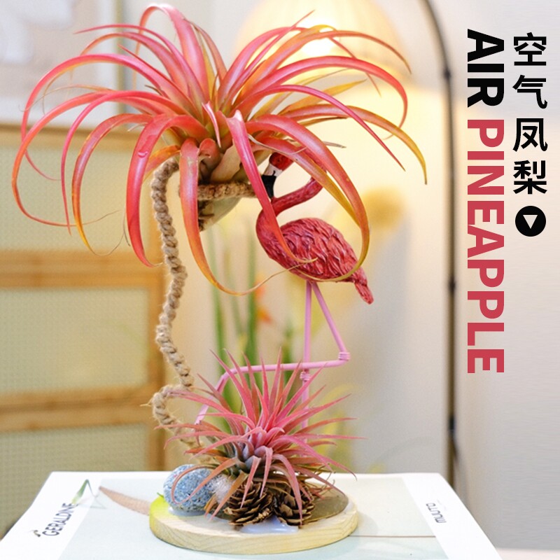 空气凤梨多肉植物盆栽无土植物盆景桌面室内微景观阳台美观办公室