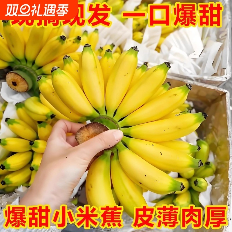 【正宗】广西小米蕉爆甜现摘现发果园直发皮薄肉厚软糯果整箱批发