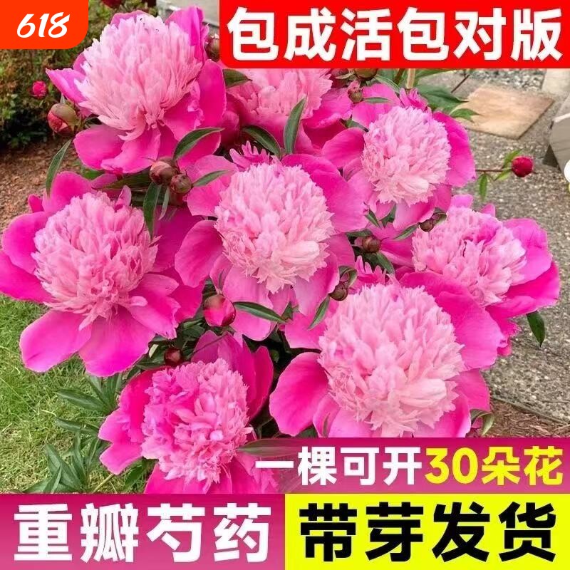 芍药花苗重瓣带芽大苗鲜花四季开花卉阳台庭院牡丹花种根盆栽植物