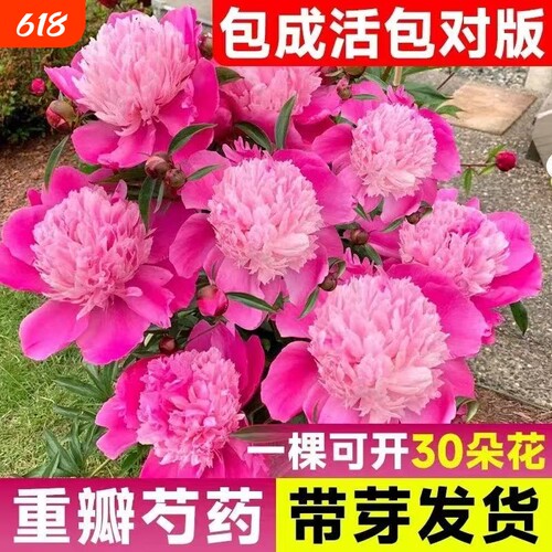芍药花苗重瓣带芽大苗鲜花四季开花卉阳台庭院牡丹花种根盆栽植物
