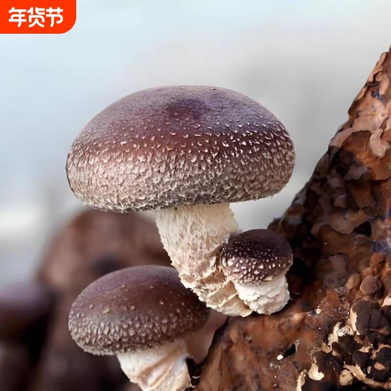 出口香菇可食用蘑菇种植菌包阳台菌种菌棒菌菇家庭室内盆栽菌趣味