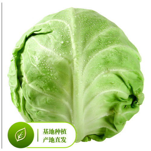 翡翠青橄榄山东直发新鲜采摘直供