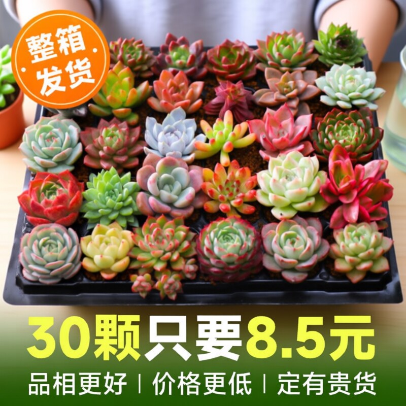 多肉植物室内小盆栽大颗好养绿植物花卉批发价有贵货室内外易存活