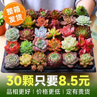 多肉植物室内小盆栽大颗好养绿植物花卉批发价有贵货室内外易存活