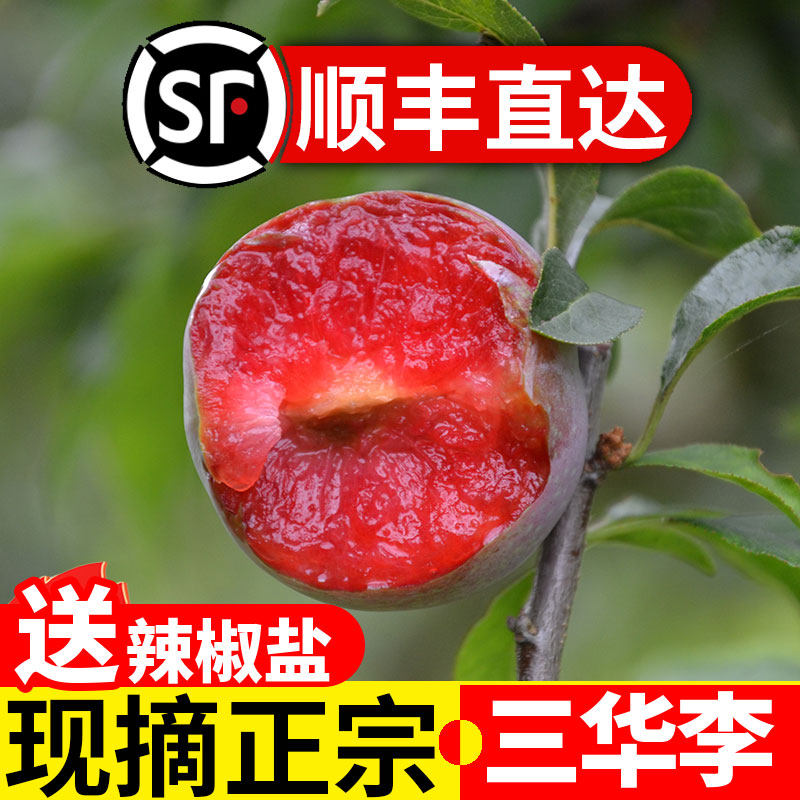 偏酸】现摘正宗钱排三华李新鲜红心李红肉脆李孕妇水果酸脆李子