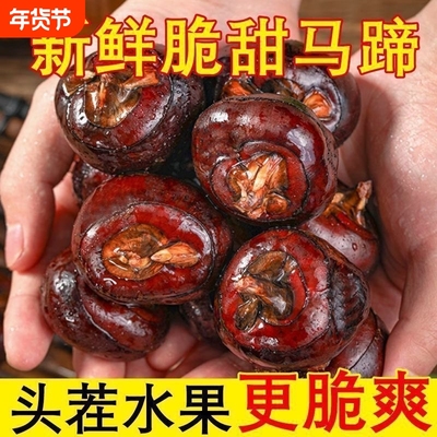 马蹄荸荠新鲜大果脆甜多汁现挖3斤5斤农家自种当季地栗蔬菜水果