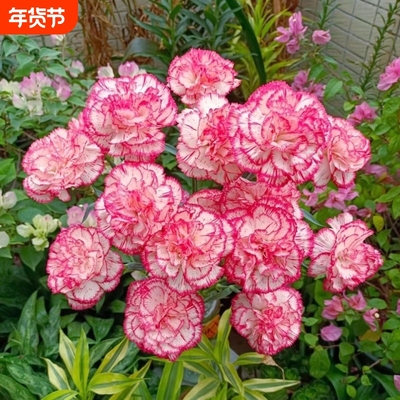 正品康乃馨种子重瓣大花四季开花盆栽阳台庭院室内外种植对版室外