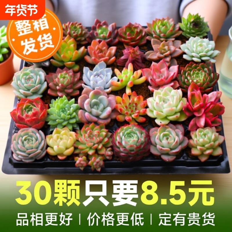 多肉植物室内小盆栽大颗好养绿植物花卉批发价有贵货室内外易存活