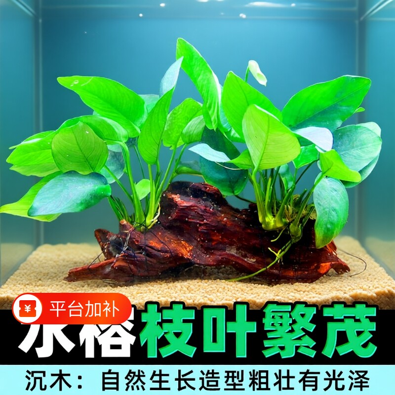 沉木水榕水草植物鱼缸造景摆件装饰懒人阴性增氧屋大叶免打理迷你