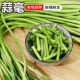 2024新鲜头茬蒜薹农家自种蒜毫炒菜必备佳品现摘现发 蒜苔