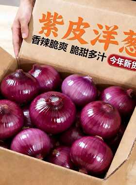 2026新鲜现挖紫皮水果洋葱脆嫩