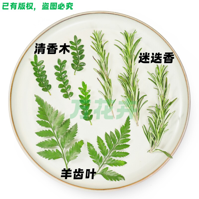 夏季鸡尾酒调酒装饰清香木叶子羊齿叶迷迭香芽蛋糕烘焙网红款点缀