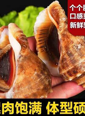 鲜活大号海螺海鲜贝类海螺新鲜响螺现发花螺水产海鲜商用生鲜批发