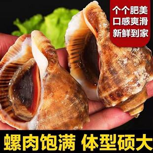 鲜活大号海螺海鲜贝类海螺新鲜响螺现发花螺水产海鲜商用生鲜批发
