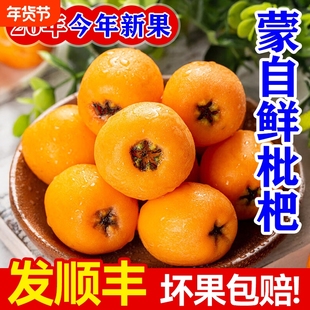 顺丰包邮新鲜采摘云南高山蒙自枇杷新鲜水果孕妇可吃多汁甜枇杷