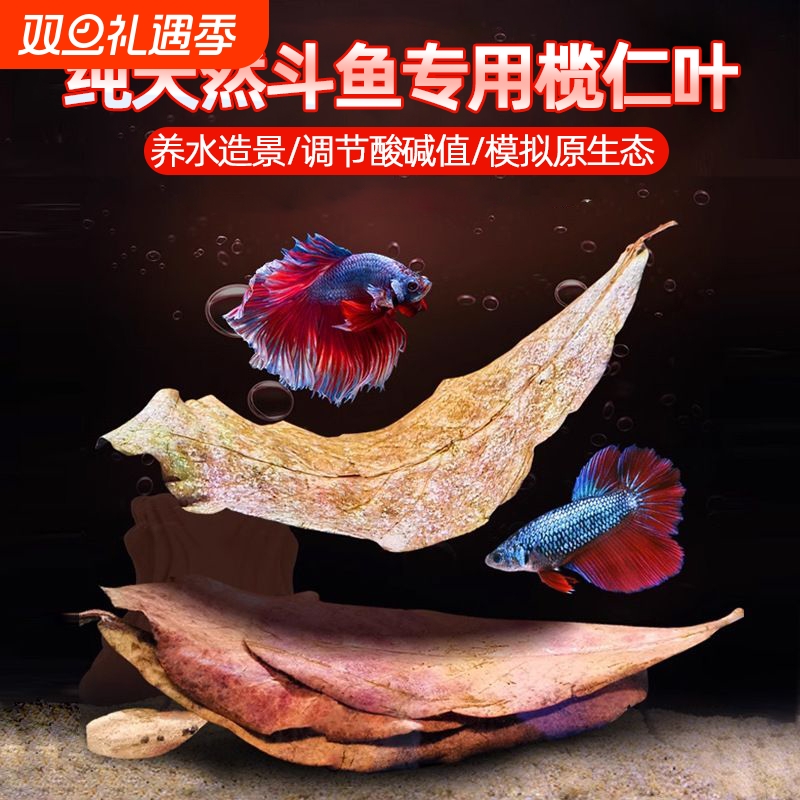 斗鱼榄仁叶调节ph酸碱度值鱼缸造景改善水质泰国小斗鱼躲避产卵