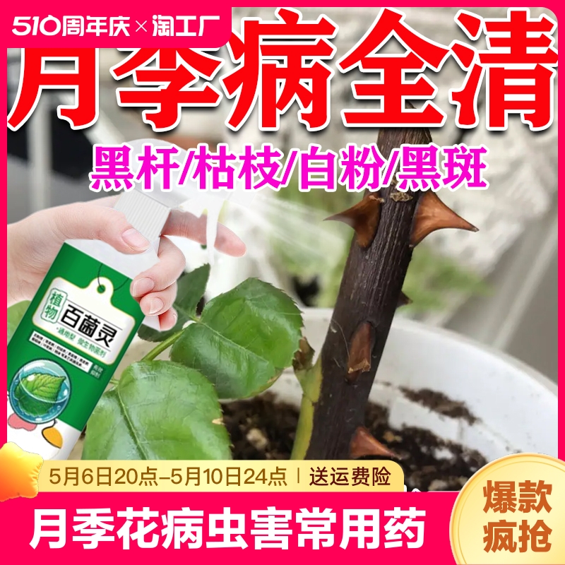 月季黑杆病专用药防黄叶黑斑白粉病杀...