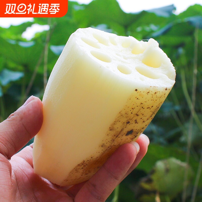 鲜藕白莲藕炒食凉拌甜藕嫩藕