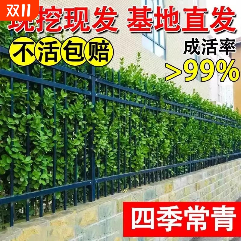 大树围墙冬青树苗黄杨大叶北海道篱笆植物四季常青庭院绿篱室外