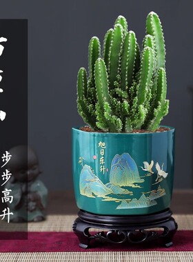万重山盆栽仙人掌多肉植物仙人球好养室内办公室绿植四季防辐射