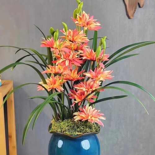 兰花建兰 富山奇蝶 浓香型奇花 室内办公室盆栽 花卉