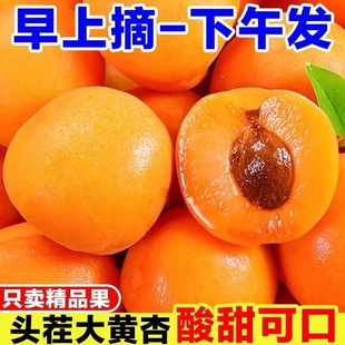 【果园现摘】正宗大黄杏应季水果杏子新鲜黄杏酸甜整箱批发