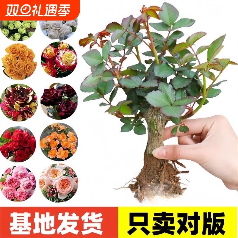 云南昆明玫瑰花苗老桩当年开花浓香月季老根花卉绿植盆栽阳台种植