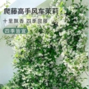 风车茉莉盆栽大苗垂丝爬藤蔓花卉耐寒阳台庭院绿植物四季 开花耐热