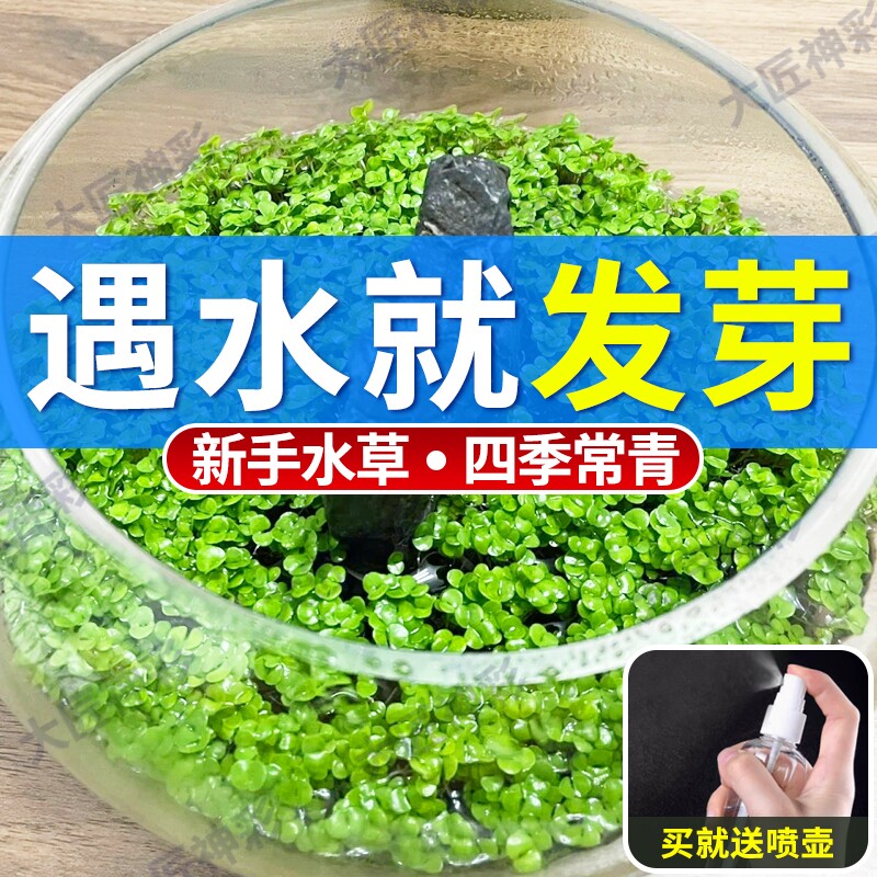 水草种子水草泥生态鱼缸造景套餐种籽孑装饰水培阴性草好养淡水