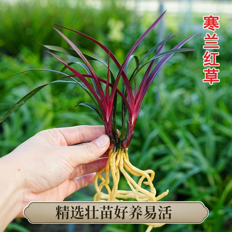 兰花正品寒兰红草冬季开花浓香好养室内茶台桌面绿植花卉盆栽客厅