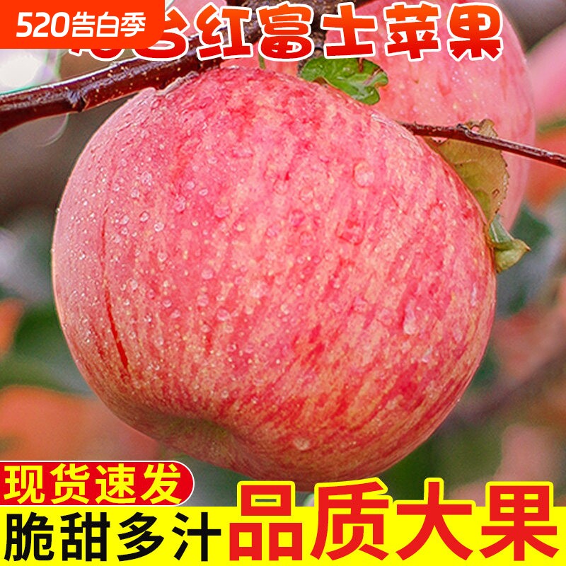 正宗山东烟台红富士苹果新鲜水果应当季现摘脆甜栖霞苹果整箱包邮