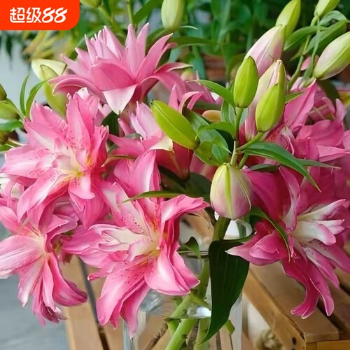 香水百合花种球盆栽花卉室内室外四季好养活植物种子开花重瓣花卉