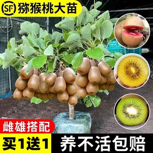 猕猴桃树果苗红心徐香软枣猕猴桃树苗南北方种植嫁接果树当年结果