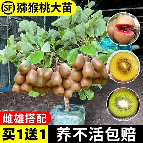 基地直销 新品特惠