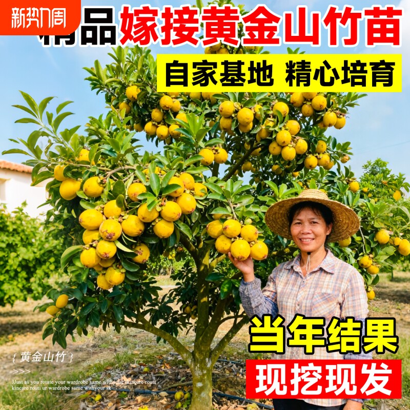 黄金山竹树苗盆栽岭南正宗山竹嫁接无籽果树四季种植耐寒地栽果苗