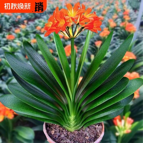 四季养花懒人花卉盆景室内绿植盆