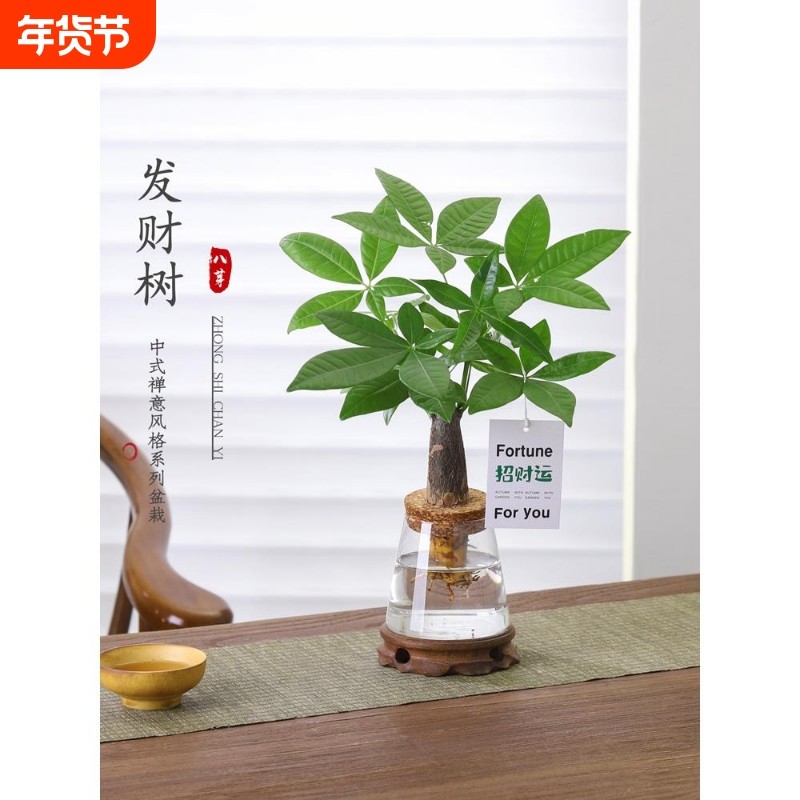 发财树盆栽客厅室内桌面绿植物绿萝净化空气盆景水培办公桌招财,鲜花速递/花卉仿真/绿植园艺,绿植,淘宝优惠券,粉丝福利购,淘宝优惠卷
