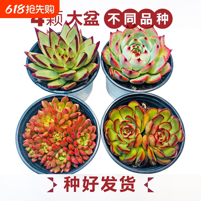 多肉植物大盆好养桌面阳台组合盆栽花卉绿植品种带盆客厅办公桌