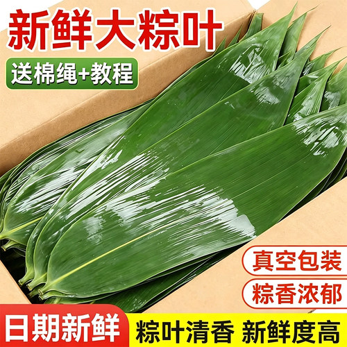 粽子叶新鲜粽叶大号包粽子专用的叶子端午节批发干粽叶大箬叶野生