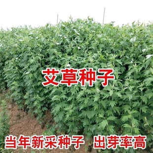 艾草种子食用药用驱蚊草艾叶种籽大小叶艾蒿青蒿种子四季驱蚊