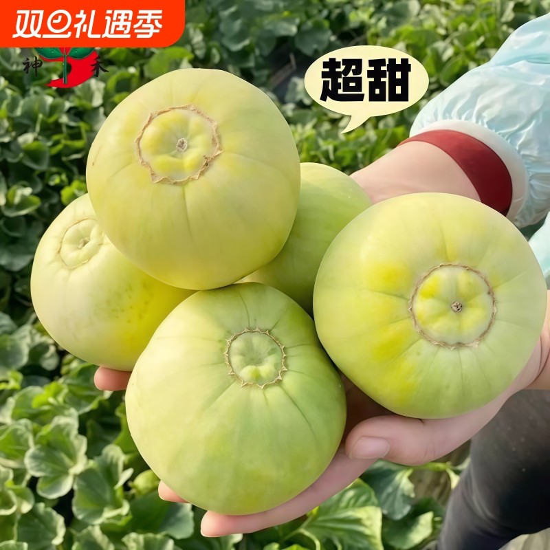 正宗日本甜宝甜瓜种子早熟蔬菜大全阳台春秋盆栽庭院大田瓜果种子