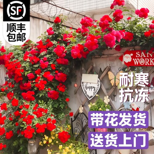 红木香四季开花苗爬藤植物甜蜜黄木香花庭院阳台无刺蔷薇盆栽花卉