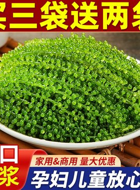 儿童海葡萄即食海葡萄新鲜盐渍海葡萄绿色鱼子酱水葡萄网红食物