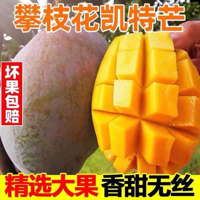 正宗攀枝花凯特芒果香甜应季大脸芒新鲜孕妇水果果园现摘产地直发