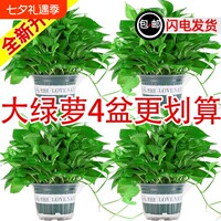 绿萝盆栽室内长藤大叶植物吸除甲醛净化空气水培花卉垂吊绿箩绿植
