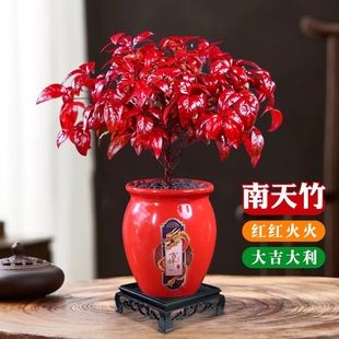 火焰南天竹盆景冬季耐寒红叶绿植室内外客厅阳台四季好养多规格
